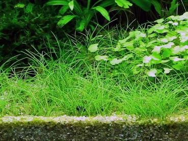 Eleocharis acicularis - Nadelsimse 1-2-Grow!